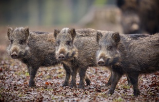 Vadállatok váltották a nyaralókat a Balatonon