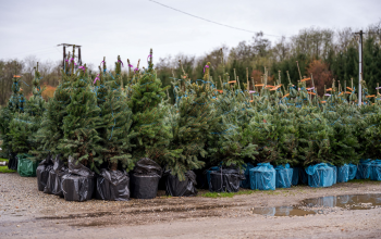 Elindult a karácsonyfák árusítása, a nordmann marad a legkeresettebb