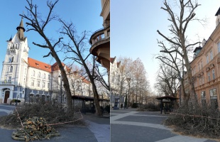 Metszik a Noszlopy Gáspár utca platánfáit