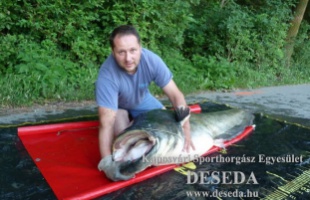 Hatalmas harcsát fogtak a Desedából