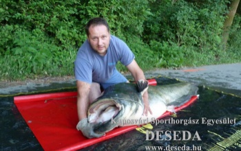 Hatalmas harcsát fogtak a Desedából