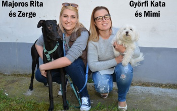 Kutyabarát mostmédiások