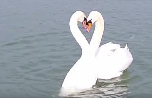 Hattyúnász a Balatonon