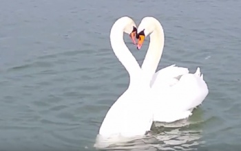 Hattyúnász a Balatonon