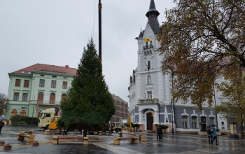 Megérkezett Kaposvár karácsonyfája