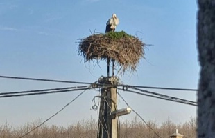 Megérkezett Kaposszerdahelyre Matyi, a gólya