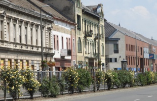 Egyre szebbek a Berzsenyi utcai rózsák