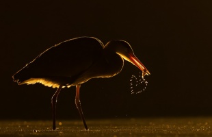 Kaposvári fotós munkáját ismerték el az Év Természetfotója pályázaton