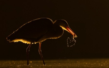 Kaposvári fotós munkáját ismerték el az Év Természetfotója pályázaton