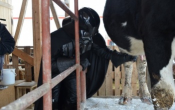 Darth Vader megfejt egy tehenet!
