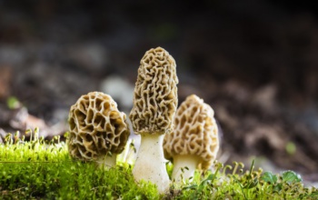 Szezonja van a kucsmagombának
