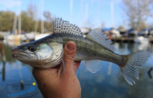 Süllőket telepítettek a Balatonba