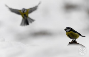 Madárszámlálásra hívja a lakosságot az MME február végéig