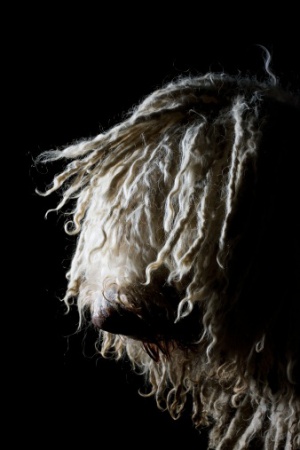 A vak  komondor és a csőrepedés