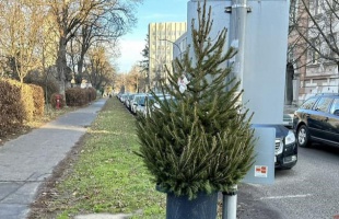 Nem mindegy, hogy hová dobjuk a karácsonyfát
