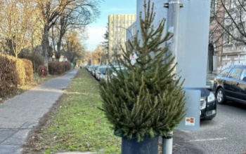 Nem mindegy, hogy hová dobjuk a karácsonyfát