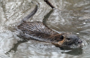 Sikeresen védekeznek a zalaiak a nutria ellen