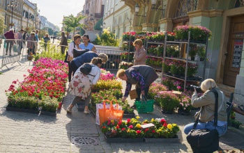 Pénteken újra itt a kaposváriak kedvenc virágvására