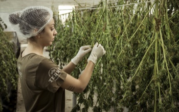 A gyógyszeripar forradalmasítaná a CBD-t