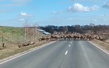 Libasorban vágtáztak át a szarvasok a nagyatádi elkerülőn - videó