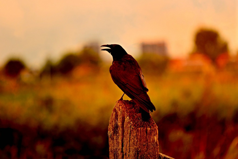 Fotó: Pixabay