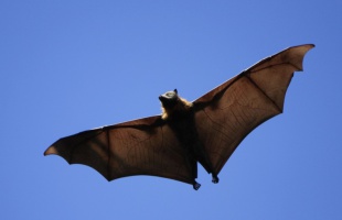 Batman repülni tudna, de összetörné a landolás