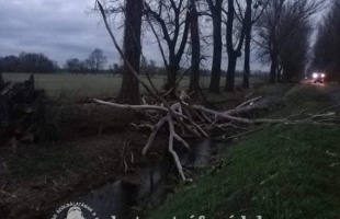 Fákat csavart ki a viharos szél a Balatonnál
