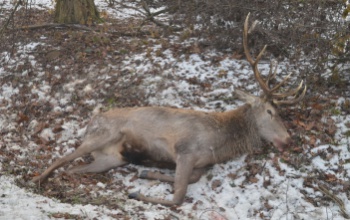 Az igali rendőrök trófeája a trófealopók lettek