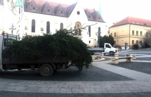 Darabokban szállították el a város karácsonyfáját