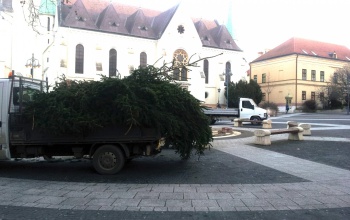 Darabokban szállították el a város karácsonyfáját