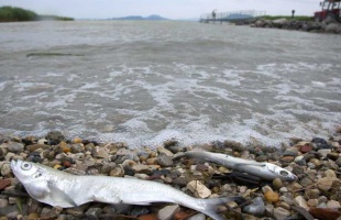 Kevesebb hal pusztult el Balatonban tavasszal