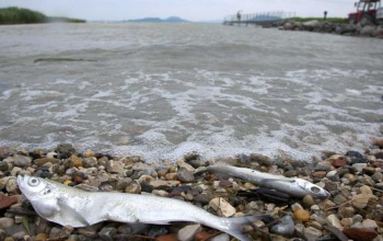 Kevesebb hal pusztult el Balatonban tavasszal