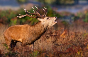 Szarvasok nászától hangos az őszi erdő