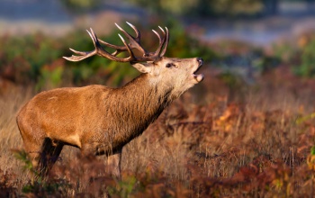 Szarvasok nászától hangos az őszi erdő