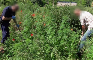 Kertjében nevelte a kendert Alsóbogáton