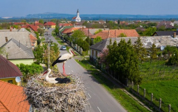 Próbálják megóvni a gólyákat az elektromos hálózattól a Balatonon