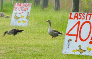 Táblák figyelmeztetnek a Kis-Balatonnál: vigyázz a nyári ludakra!