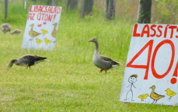 Táblák figyelmeztetnek a Kis-Balatonnál: vigyázz a nyári ludakra!
