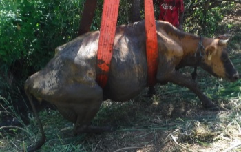 Iszapba ragadt egy tehén, a tűzoltók mentették ki az állatot