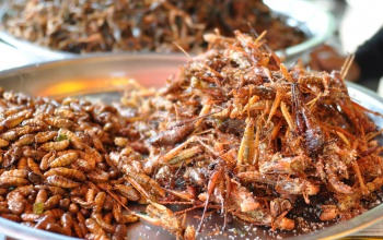 Hamarosan nemcsak Ázsiában fogyaszthatunk bogarakat - te bevállalnád?