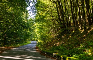 Somogyi is lehet a 2025-ös Év Erdei Kerékpárútja
