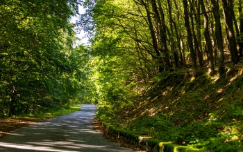 Somogyi is lehet a 2025-ös Év Erdei Kerékpárútja