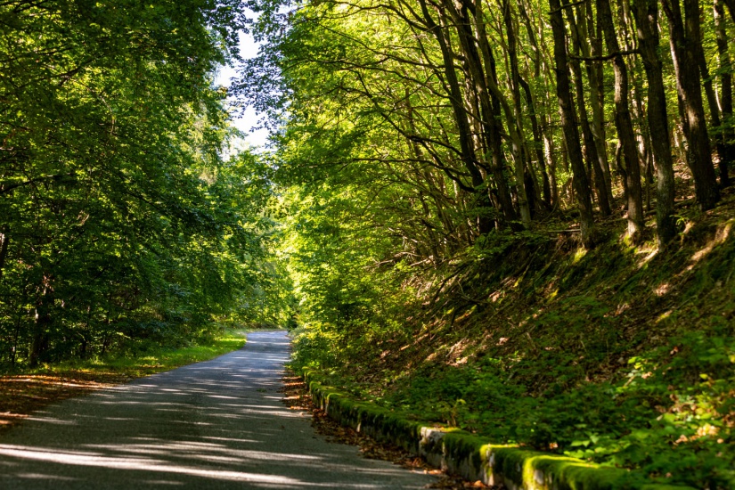 Fotó: Országos Erdészeti Egyesület