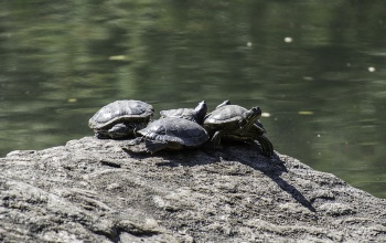 Úton átkelő teknősökre figyelmeztet a természetvédelmi egyesület
