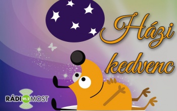 A szűrővizsgálatokkal a kis kedvenceink életét is meghosszabbíthatjuk