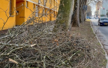 Megmetszették a fákat a 48-as ifjúság útján