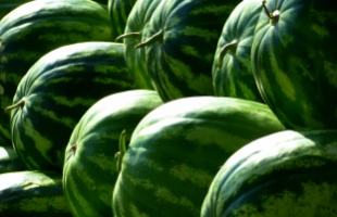Tizenkilenc millió forintos bírság, 308 kilogram megsemmisített dinnye az NKFH ellenőrzésének eredménye