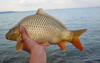 2019-ben sem lesz pontytilalom a Balatonon