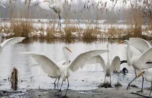 Vizes élőhelyek világnapja – téli túra a Kis-Balatonon