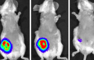 Magyar áttörés a rák elleni harcban – ígéretes eredményeket hozott a HUN-REN és az ELTE fejlesztése